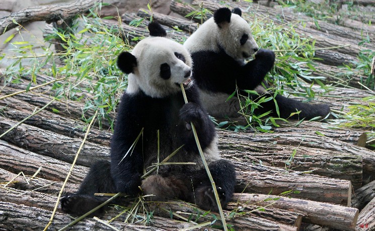 旅法13年 大熊猫“欢欢”和“圆仔”启程回国