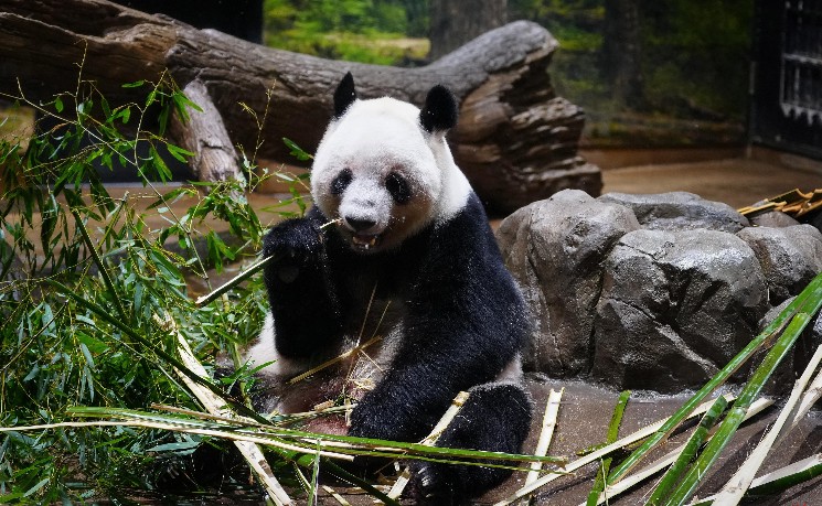 东京上野大熊猫告别 日本进入&ldquo;无熊猫时代&rdquo;