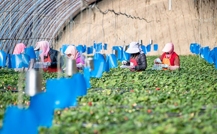 中国部署扎实推进乡村全面振兴  &ldquo;十五五&rdquo;首个中央一号文件发布