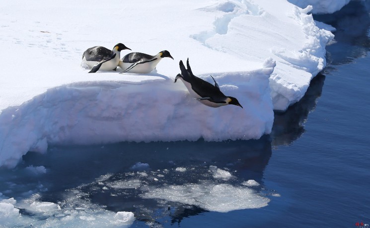 世界自然保护联盟：帝企鹅等被列为&ldquo;濒危&rdquo;物种